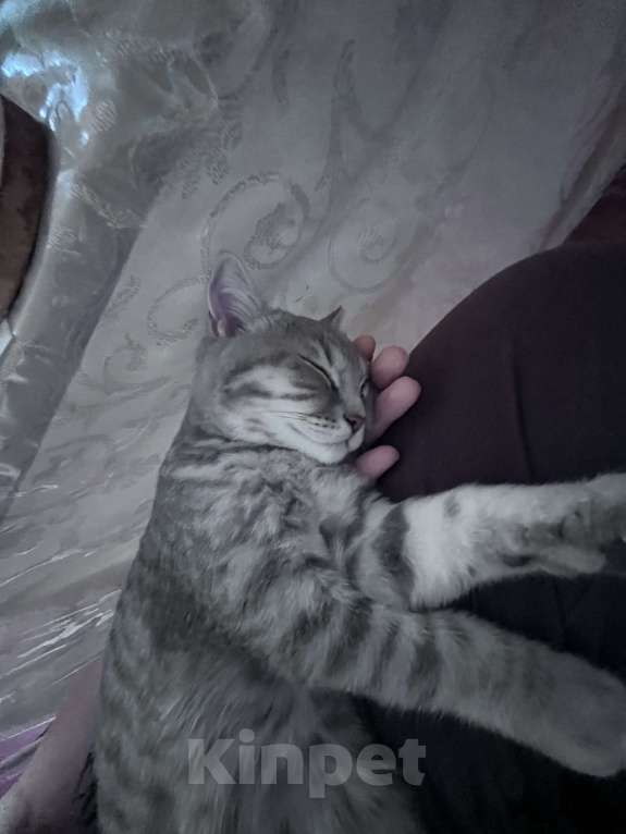 Кошки в Краснодаре: Шотландский Вислоухий-Прямоухий. Мальчик, 2 000 руб. - фото 4