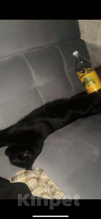 Кошки в Симферополе: Красивая кошка  Девочка, Бесплатно - фото 2