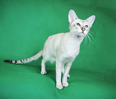 Элитный синеглазый котенок 
