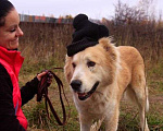 Собаки в Москве: Старк Мальчик, Бесплатно - фото 3