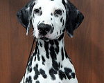 Собаки в Москве: Щенок ДАЛМАТИНА 4 месяца Мальчик, 100 000 руб. - фото 9