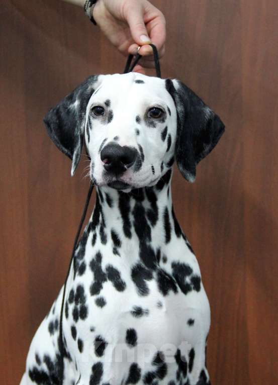 Собаки в Москве: Щенок ДАЛМАТИНА 4 месяца Мальчик, 100 000 руб. - фото 9