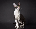 Кошки в Санкт-Петербурге: Котёнок корниш рекс Мальчик, 50 000 руб. - фото 3