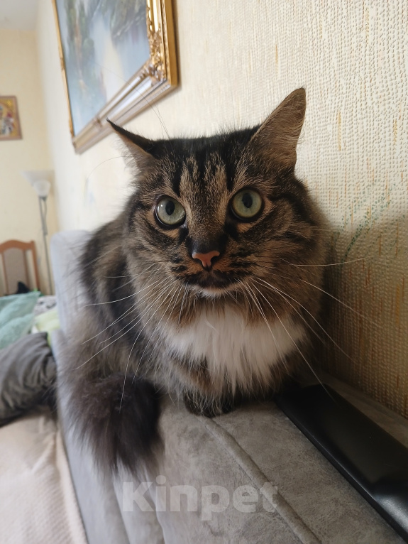 Кошки в Калининграде: Котик в добрые руки Мальчик, Бесплатно - фото 3