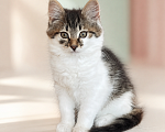 Кошки в Звенигороде: Котенок Мисси Девочка, Бесплатно - фото 2