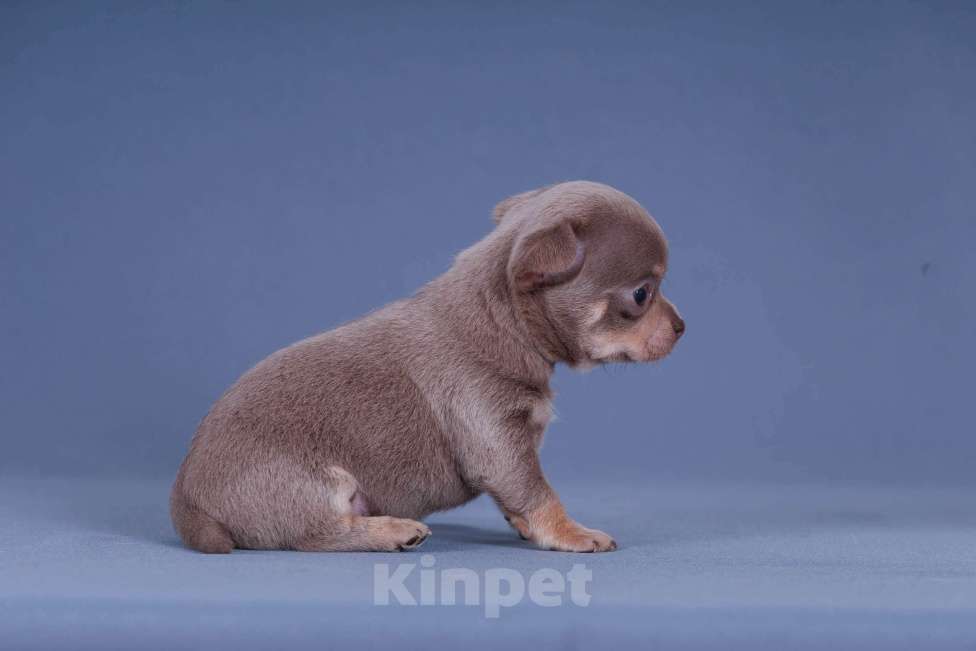 Собаки в Люберцах: Чихуахуа щенки Мальчик, 40 000 руб. - фото 4