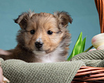 Собаки в Пушкино: ЩЕНКИ ШЕЛТИ Мальчик, 45 000 руб. - фото 7