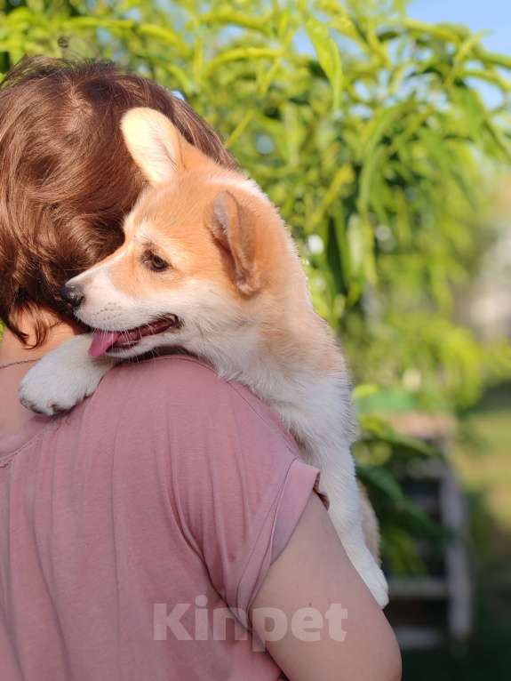 Собаки в Симферополе: Девочка корги Девочка, 60 000 руб. - фото 2