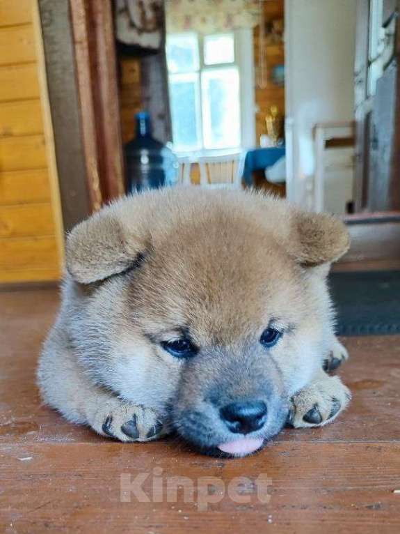 Собаки в Ульяновске: Сиба ину купить щенка  Мальчик, Бесплатно - фото 4