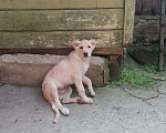 Собаки в Калуге: Метис Амурчик в добрые ручки❤️❤️❤️ Мальчик, Бесплатно - фото 5