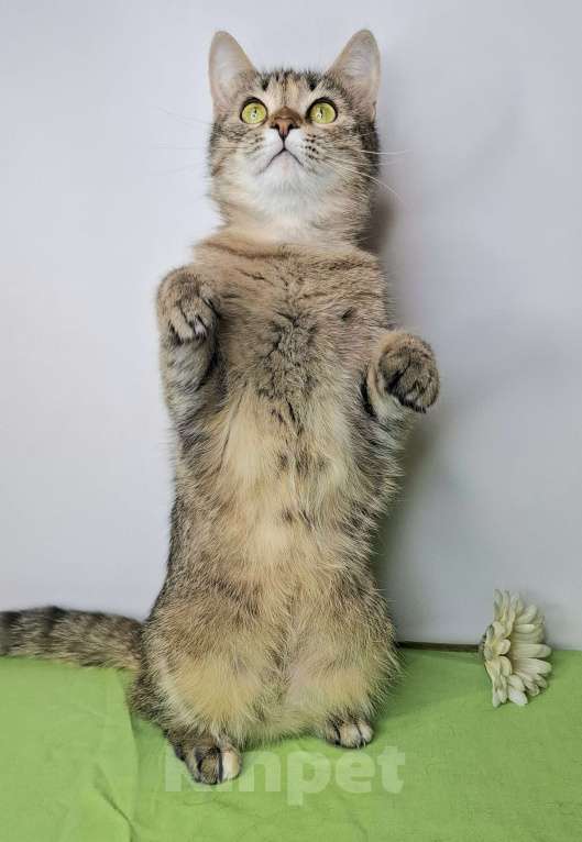 Кошки в Москве: Важена будет на выставке-пристройстве в Москве Девочка, Бесплатно - фото 3