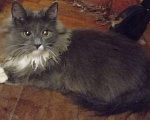 Кошки в Москве:  Серенькая с белым  маленькая сибирячка Девочка, 15 000 руб. - фото 4
