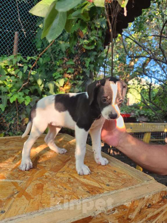 Собаки в Севастополе: Щенок поинтера Девочка, Бесплатно - фото 3