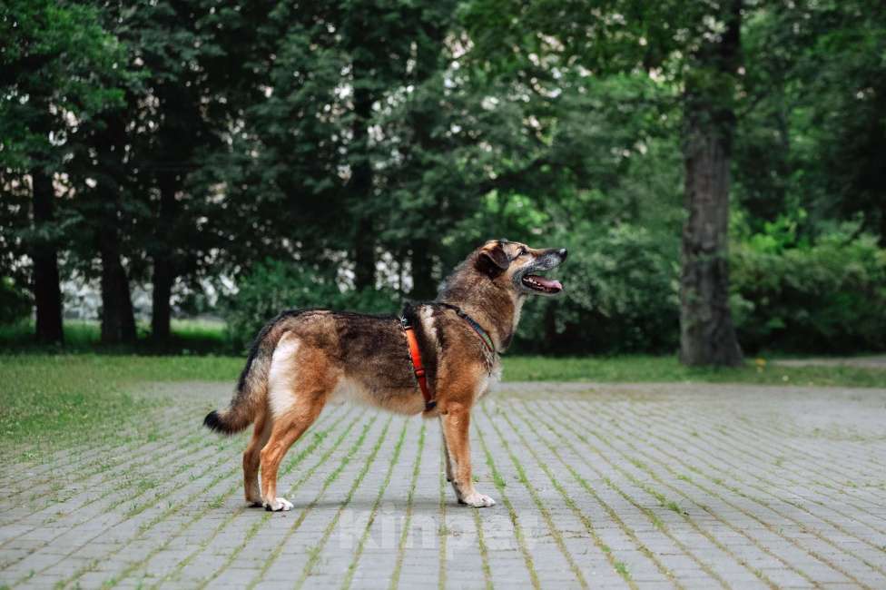 Собаки в Москве: Лучший Бро в добрые руки Мальчик, Бесплатно - фото 4
