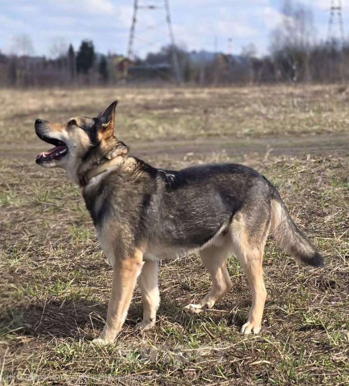 Собаки в Королеве: Яша ждёт своего человека! Мальчик, Бесплатно - фото 3