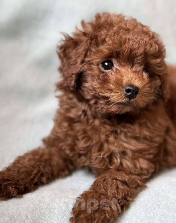 Собаки в Калининграде: Тикап тедди пудель Китай Мальчик, 180 000 руб. - фото 1