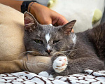 Кошки в Москве: Ласковый кот Гермес ищет семью! Мальчик, Бесплатно - фото 4
