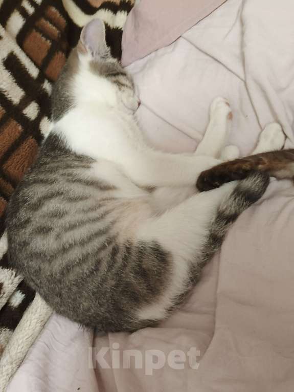 Кошки в других городах Московской области: Придурковатая куколка Девочка, Бесплатно - фото 3