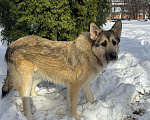 Собаки в Москве: Собака бесплатно в Москве Мальчик, Бесплатно - фото 6
