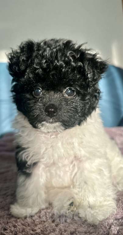 Собаки в Санкт-Петербурге: Мальчик Пушон Мальчик, 50 000 руб. - фото 3