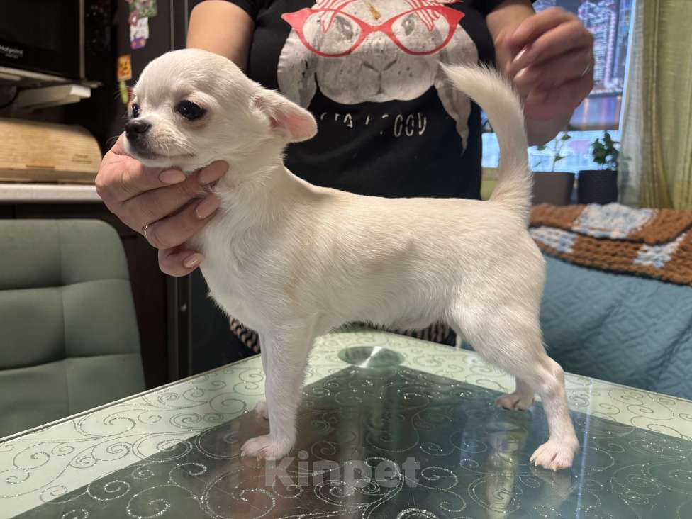 Собаки в Лобне: Чихуахуа мальчик Мальчик, 40 000 руб. - фото 3