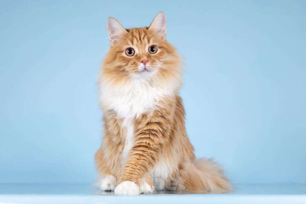 Кошки в Москве: Для рыжего лапочки по имени Пушкин ищем самые добрые руки.  Мальчик, Бесплатно - фото 1