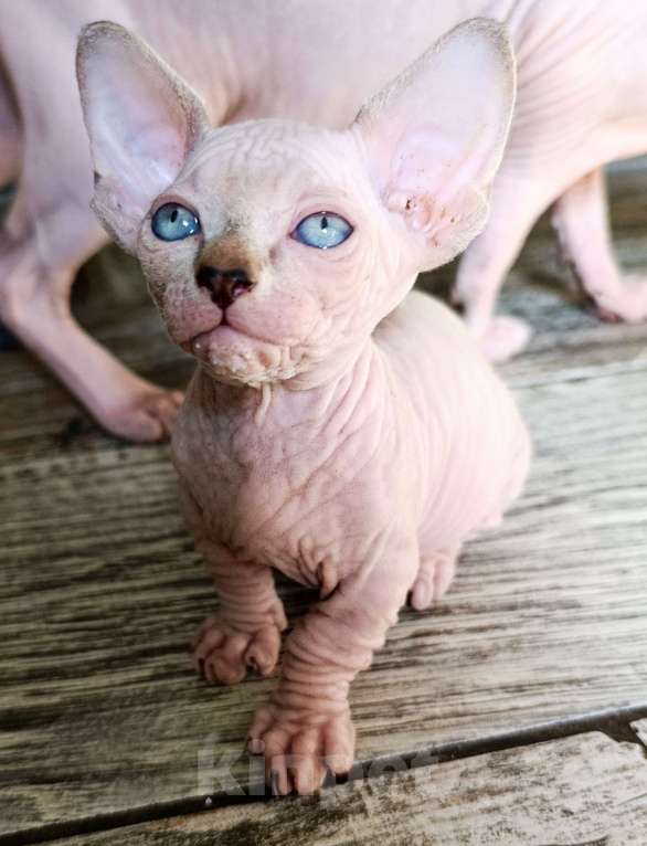 Кошки в других городах Краснодарского края: Двельф Мальчик, 45 000 руб. - фото 3