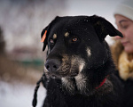 Собаки в Москве: БАЛУ Мальчик, Бесплатно - фото 4