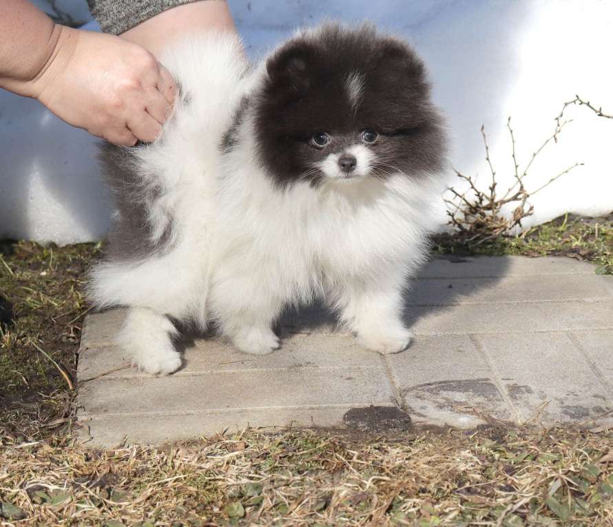 Собаки в Москве: Голубая девочка ШПИЦА померанского Девочка, 120 000 руб. - фото 5