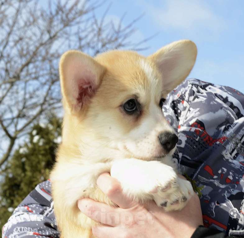 Собаки в Пензе: Арроу Грейс Бафф Бьюти Девочка, 60 000 руб. - фото 1