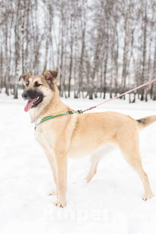 Собаки в Москве: Сестрёнка и брат ищут родителей Девочка, Бесплатно - фото 8