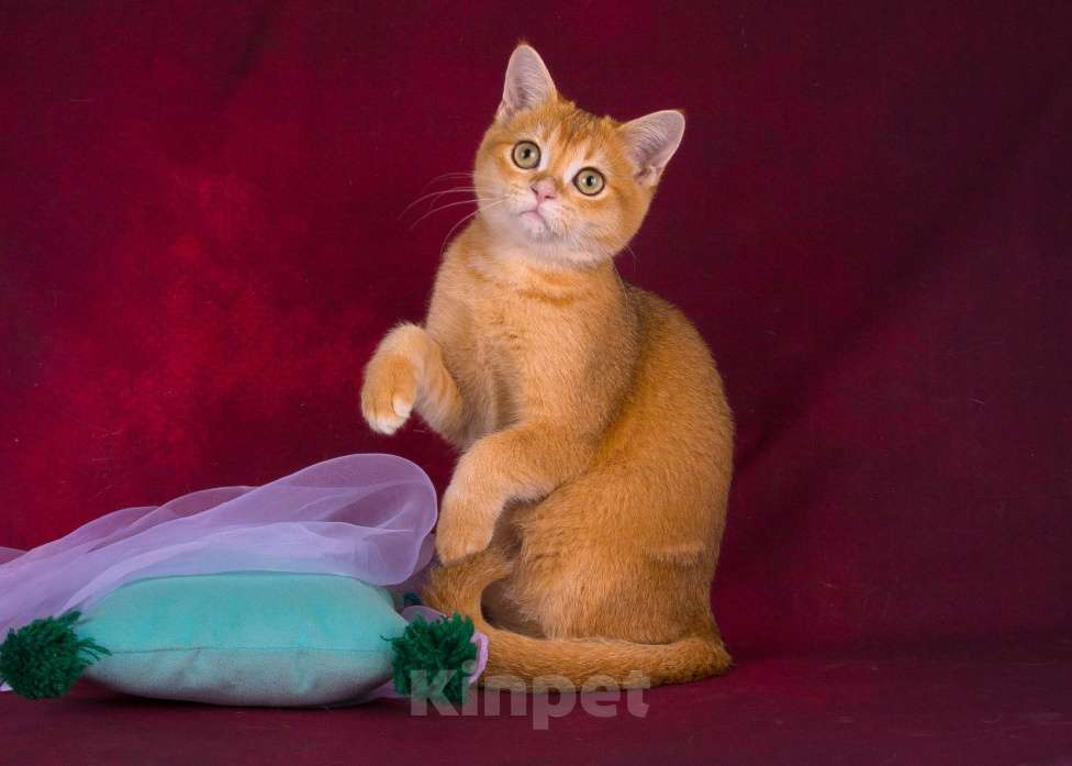 Кошки в Санкт-Петербурге: Золотой котик Скоттиш страйт Мальчик, Бесплатно - фото 5