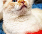 Кошки в Москве: Ласковый голубоглазый шотландский вислоухий кот Лучик Мальчик, Бесплатно - фото 4