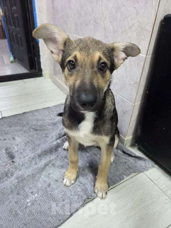 Собаки в Москве: В воскресенье ее должны увозить в дальний приют Девочка, Бесплатно - фото 2