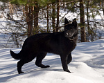 Собаки в Москве: Чёрная немецкая овчарка, крови ГДР. Девочка, Бесплатно - фото 3