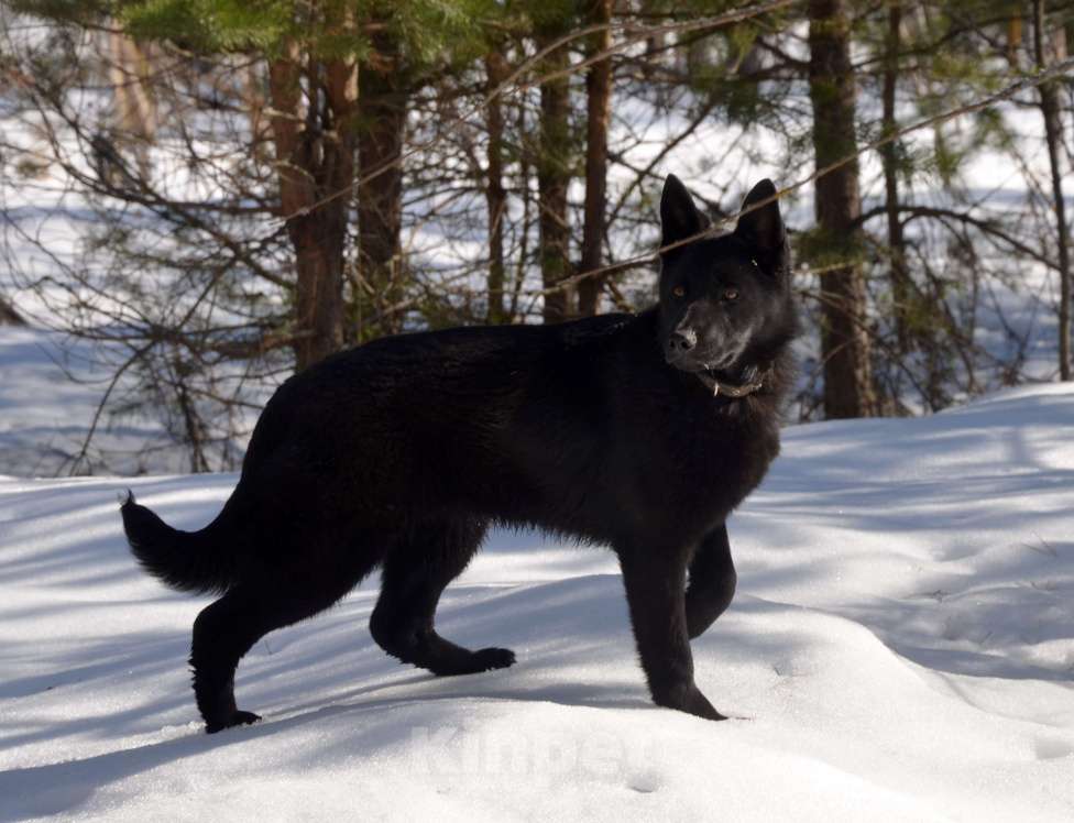 Собаки в Москве: Чёрная немецкая овчарка, крови ГДР. Девочка, Бесплатно - фото 3