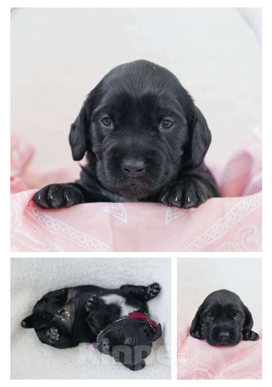 Собаки в Владивостоке: Щенки русского охотничьего спаниеля Девочка, 50 000 руб. - фото 6