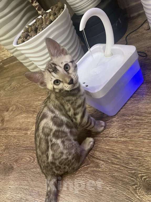 Кошки в Нижнем Новгороде: Бенгальский  снежный котенок Мальчик, 35 000 руб. - фото 2