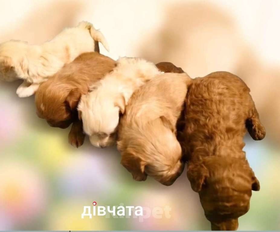 Собаки в Москве: Щенки мальтипу Девочка, 50 000 руб. - фото 1