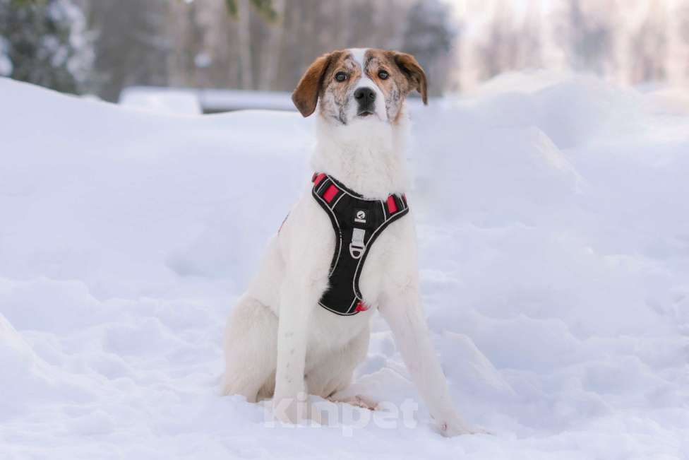Собаки в Москве: Ищет дом маленькая белая принцесса Девочка, Бесплатно - фото 5
