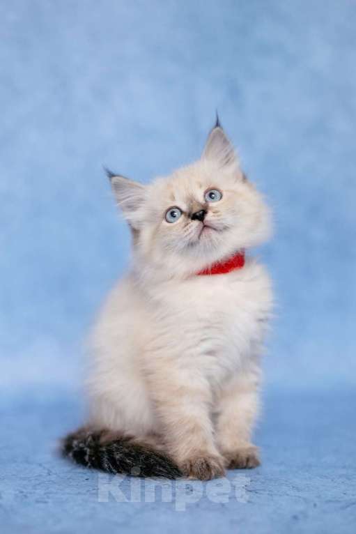 Кошки в Ступино: Продаются котенок Невский маскарадный девочка Девочка, Бесплатно - фото 2