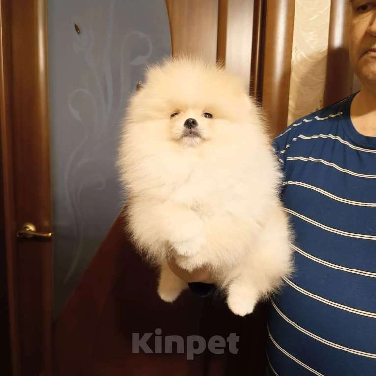 Собаки в Москве: Померанский карликовый шпиц кремового окраса Мальчик, 35 000 руб. - фото 5