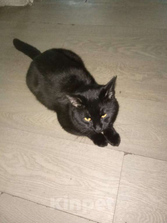 Кошки в других городах Московской области: В добрые руки  Мальчик, Бесплатно - фото 2