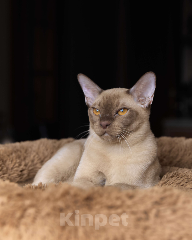 Кошки в Москве: Настоящая европейская бурма Мальчик, Бесплатно - фото 2