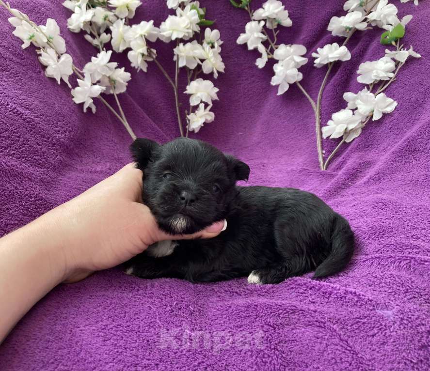 Собаки в Москве: Чёрный йорк девочка Девочка, 100 000 руб. - фото 7