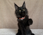 Кошки в Москве: Мейн-кун мальчик Мальчик, 40 000 руб. - фото 4