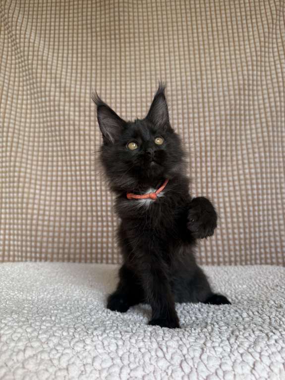 Кошки в Москве: Мейн-кун мальчик Мальчик, 40 000 руб. - фото 4