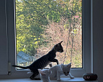 Кошки в других городах Краснодарского края: Ориентальные котята Девочка, 19 990 руб. - фото 4