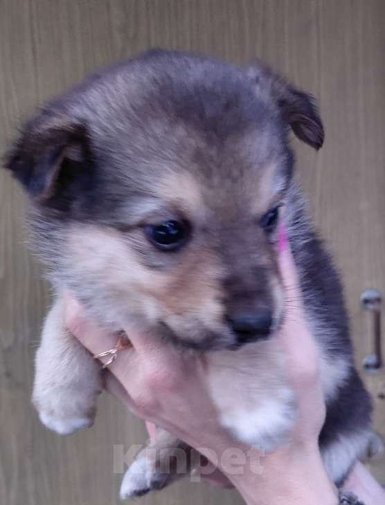 Собаки в Солнечногорске: Отдам щенка в добрые руки Мальчик, Бесплатно - фото 6