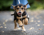 Собаки в Москве: 🐶 Бусинка ищет свою семью! 🐶 Девочка, Бесплатно - фото 7